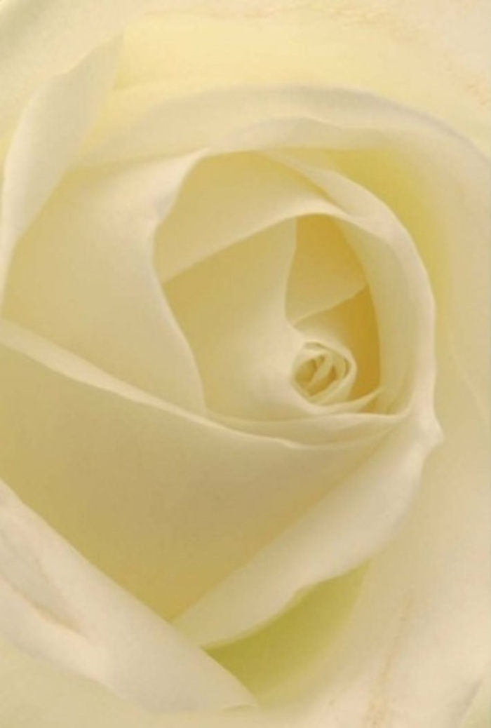 From a perspective that puts you right at the heart of Highgate's charming tranquillity, this dramatic close-up of a pristine white rose opens a window to the artistry of local floristry. The bloom's gently spiralled core is a marvel of symmetry and softness, each petal ranging from dusky cream to the purest ivory. Soft, natural light-reminiscent of the atmospheric glow that drapes over Highgate Woods-seems to illuminate the flower from within, bringing out subtle plays of shadow and lighting through each velvety fold. The arrangement's serenity hints at multiple occasions-a quiet romantic gesture, an earnest apology, or the centrepiece of an intimate local celebration. There's an understated luxury in the way the petals layer, clean and minimalist yet deeply emotive, with an implied fragrance that is fresh, clean, and comforting. The gentle gradations of colour and texture evoke the peaceful streets linking Highgate Village to Crouch End, while the meticulous craftsmanship is a hallmark of trusted Highgate florists. This rose, seemingly born from both nature's wisdom and a florist's skilled hands, radiates purity and quiet resilience, ready to convey heartfelt sentiment for any occasion in the community.